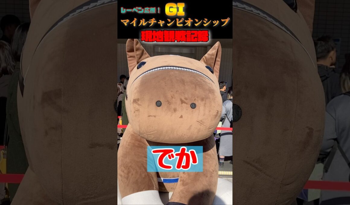 レーベンスティールの応援に京都競馬場へ…！マイルチャンピオンシップ現地観戦記録！！#競馬 #レーベンスティール #ジャンタルマンタル #マイルチャンピオンシップ