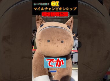 レーベンスティールの応援に京都競馬場へ…！マイルチャンピオンシップ現地観戦記録！！#競馬 #レーベンスティール #ジャンタルマンタル #マイルチャンピオンシップ