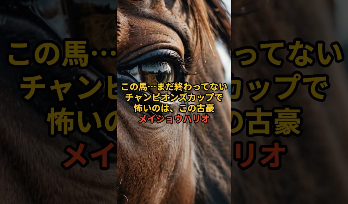 【チャンピオンズC】メイショウハリオ、8歳でも侮れない理由。#チャンピオンズカップ#メイショウハリオ#競馬予想