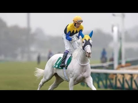 🏇2歳牝馬頂上決戦！阪神ジュベナイルフィリーズ2025🔥