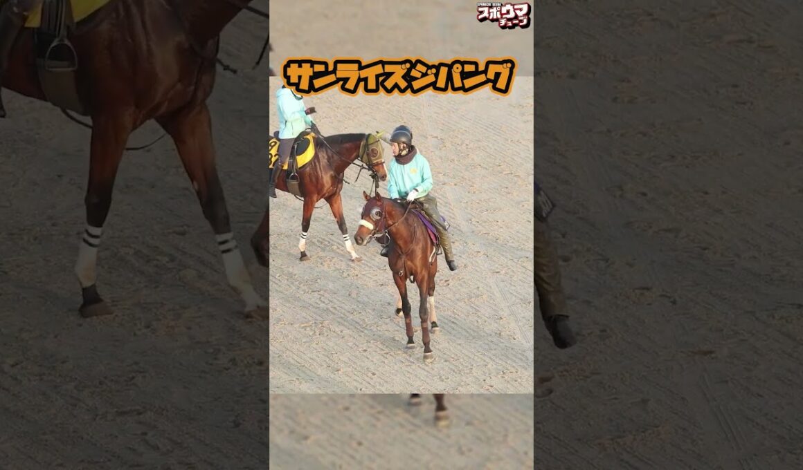 【チャンピオンズカップ出走予定】サンライズジパング　栗東での様子