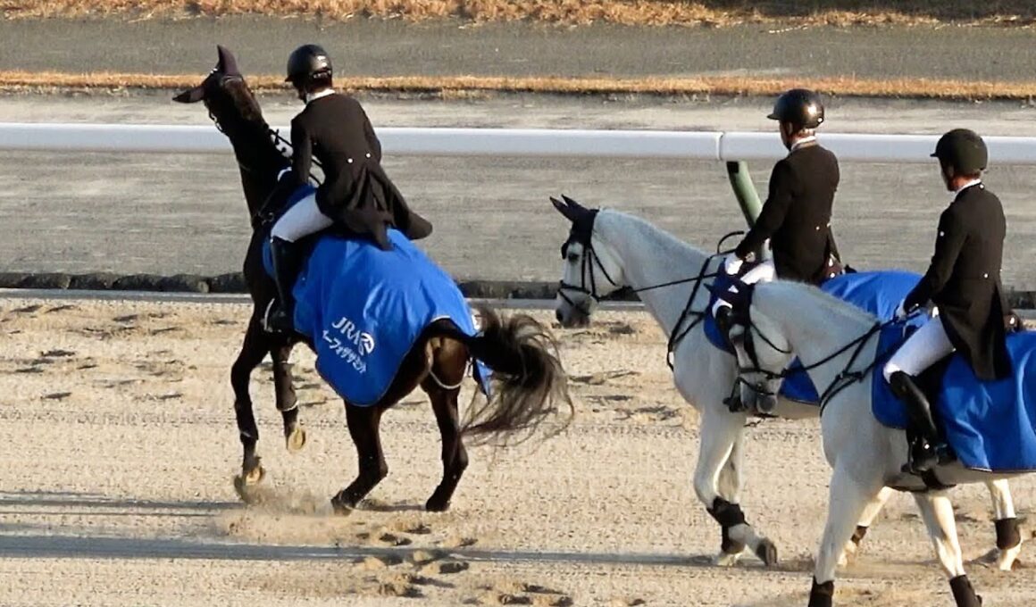 【チャンピオンズカップ2025】本馬場入場でナルカミがそわそわ 誘導馬のゴーフォザサミットもそわそわ 現地映像 ダブルハートボンド