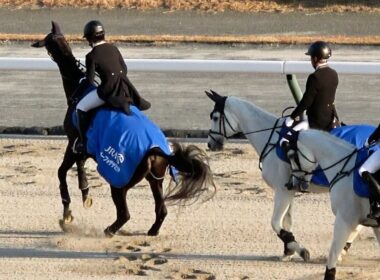 【チャンピオンズカップ2025】本馬場入場でナルカミがそわそわ 誘導馬のゴーフォザサミットもそわそわ 現地映像 ダブルハートボンド