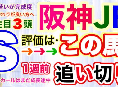 穴党専科❣️【阪神ジュベナイルフィリーズ2025】しーいちの1週前追い切り評価、アランカールが1番人気予想？マーゴットラヴミーも逃げですが！今回の注目馬は３頭！