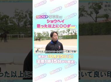 菊花賞GⅠ　トレセン直撃取材！　#競馬 #菊花賞 #ショウヘイ #岩田望来