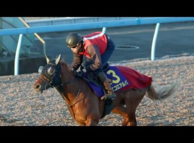 【朝日杯FS　1週前追い切り】エコロアルバは3頭併せで僚馬を突き放す　田村師「素晴らしい動き…見ていて楽しいね」