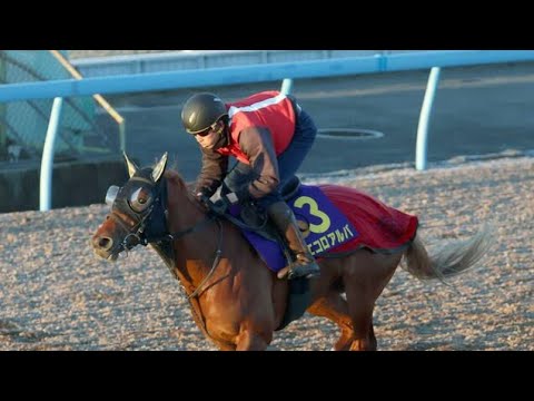 【朝日杯FS　1週前追い切り】エコロアルバは3頭併せで僚馬を突き放す　田村師「素晴らしい動き…見ていて楽しいね」