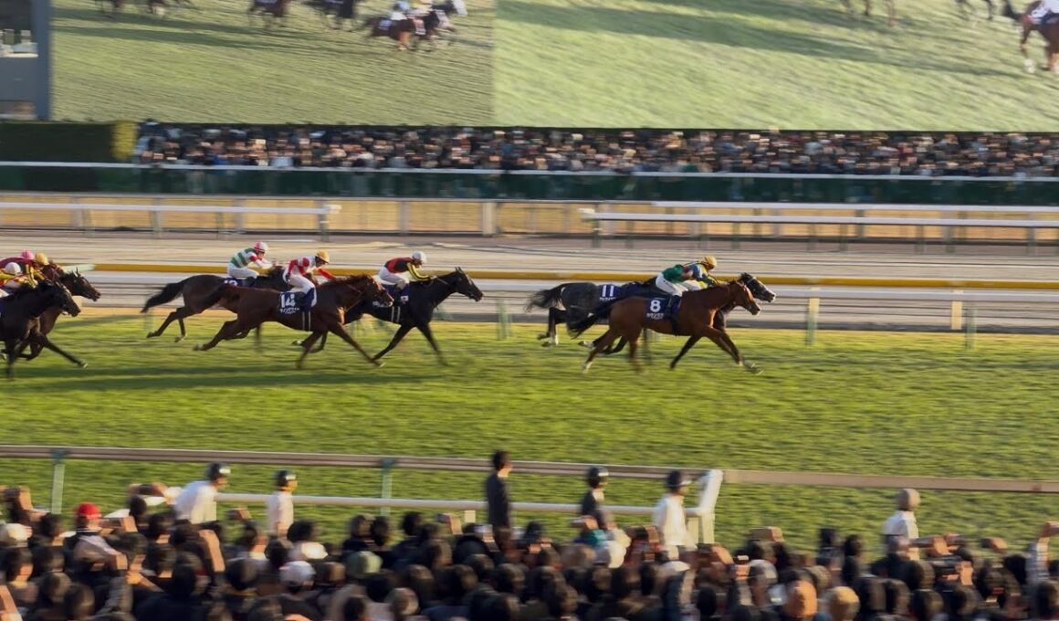 【現地映像 4K】2025.11.30（日） 東京12R ジャパンカップ（GⅠ）【カランダガン】