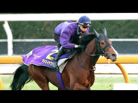 【朝日杯FS・1週前】アドマイヤクワッズ、3頭併せで意欲的に大きく追走　坂井瑠星騎手「基本的に能力の高い馬」