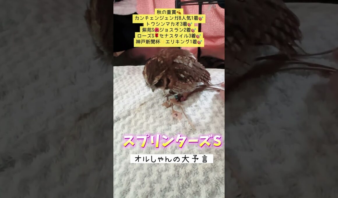 5枠と⑤⑮番に注目! #競馬 #スプリンターズステークス #shorts