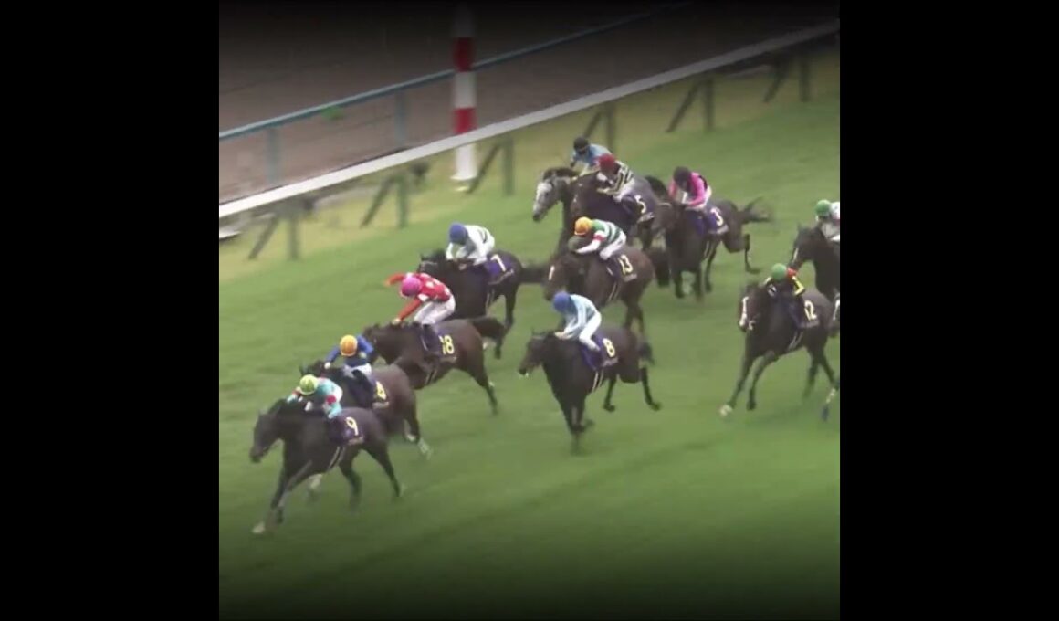 亡き父に最後の1冠 #競馬 #菊花賞#ルメール #ドゥラメンテ