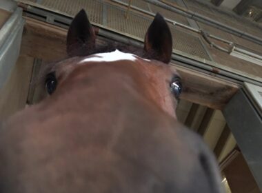 【有馬記念】最新映像！メイショウタバル “飼い葉モグモグ” 武豊騎手とのコンビで春秋グランプリ制覇へ！ ※協力：石橋守厩舎