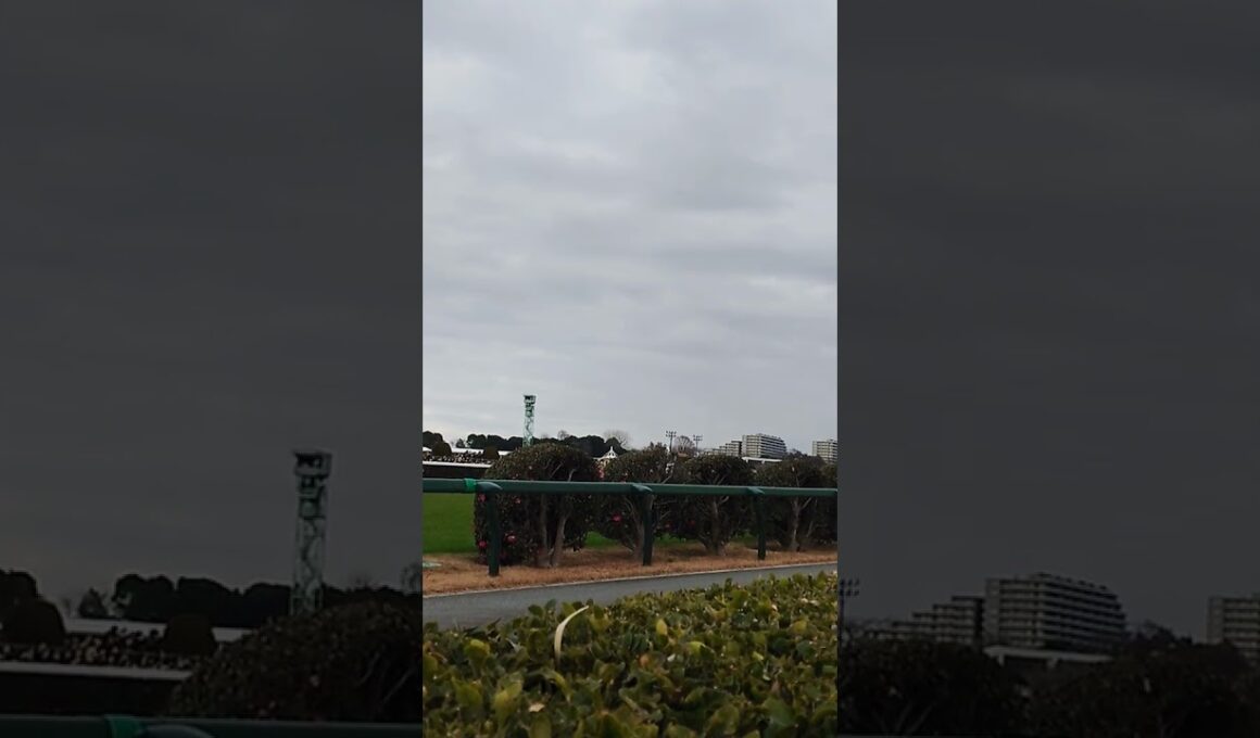 251227 中山大障害 大竹柵障害通過