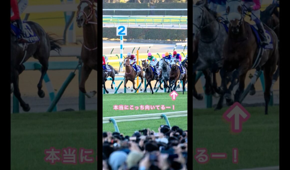 ファンサービスをかかさないメイショウタバル🐴 #メイショウタバル #有馬記念　#馬 #競馬 #horse #中山競馬場