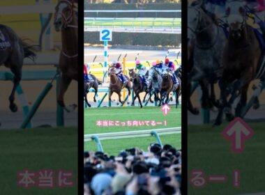 ファンサービスをかかさないメイショウタバル🐴 #メイショウタバル #有馬記念　#馬 #競馬 #horse #中山競馬場