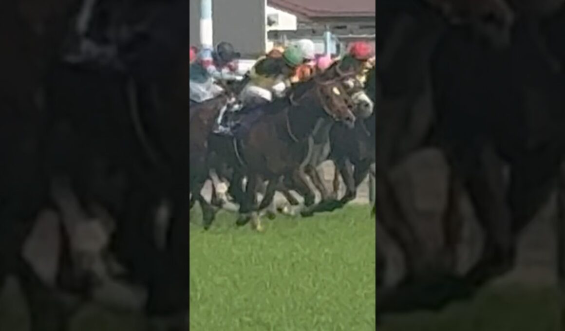 【現地撮影】NHKマイルカップ2025 最後の直線 パンジャタワー 松山弘平 #競馬 #松山弘平 #パンジャタワー