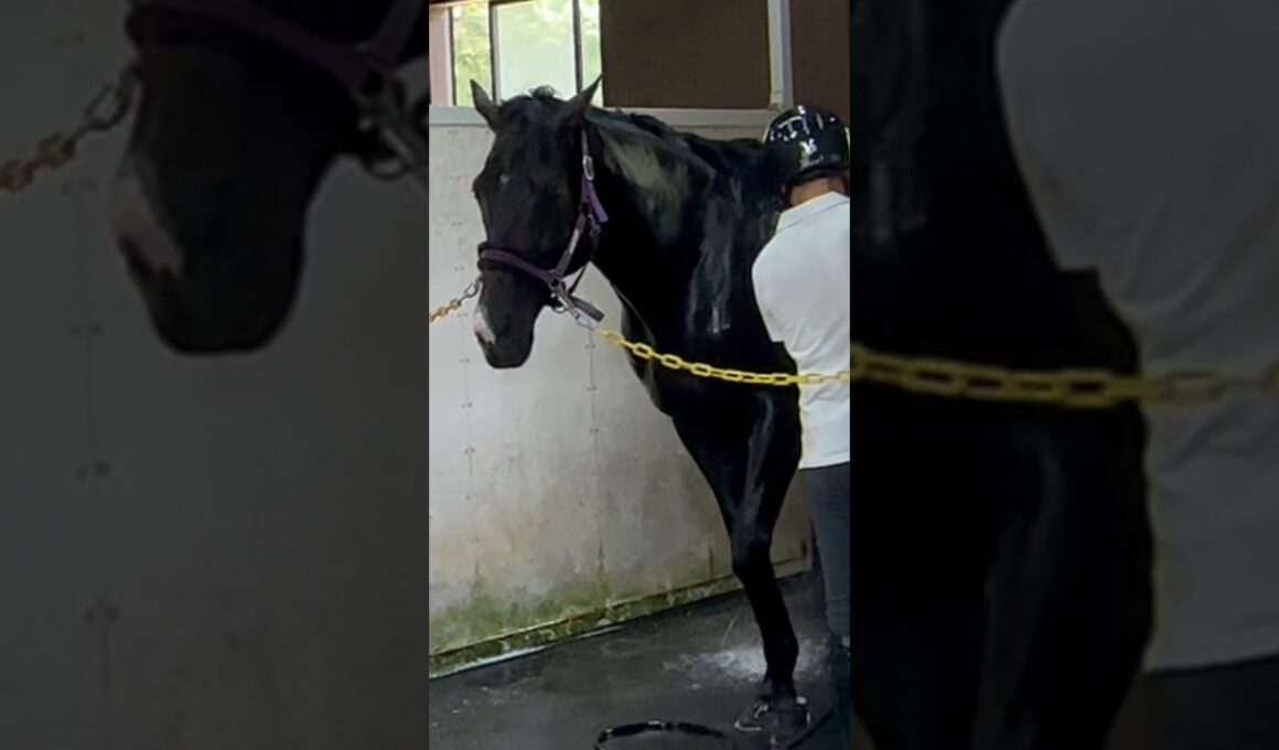 有馬記念の願掛けにノーザンホースパークにいる香港最強馬を愛でに行ったときの話です。