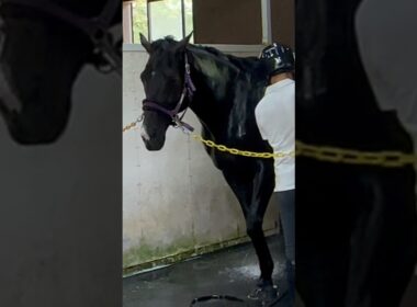 有馬記念の願掛けにノーザンホースパークにいる香港最強馬を愛でに行ったときの話です。