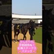 桜花賞候補！良血リリージョワ！紅梅ステークスパドック#紅梅ステークス#競馬#京都競馬場