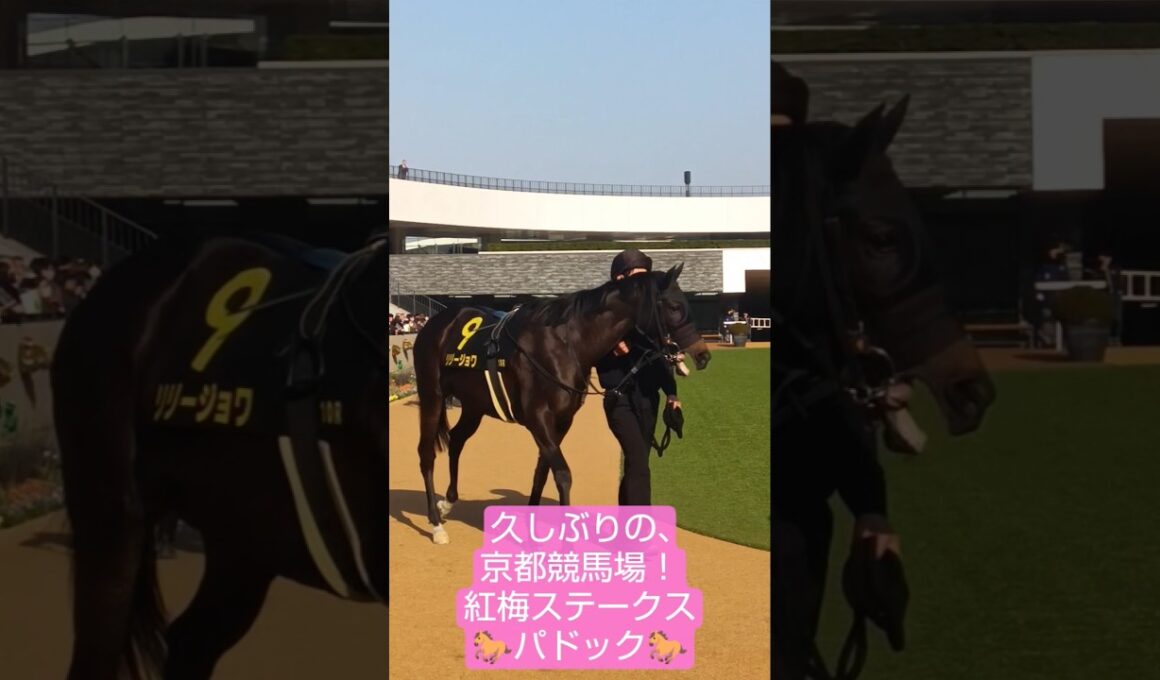桜花賞候補！良血リリージョワ！紅梅ステークスパドック#紅梅ステークス#競馬#京都競馬場