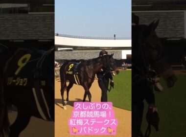 桜花賞候補！良血リリージョワ！紅梅ステークスパドック#紅梅ステークス#競馬#京都競馬場