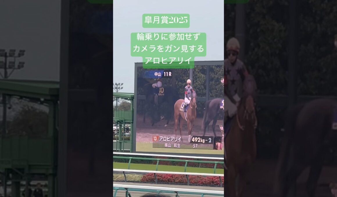 皐月賞🎀カメラをガン見するアロヒアリイ #horse #競馬 #皐月賞#G1#中山競馬場#アロヒアリイ#横山和生 #輪乗り#返し馬#youtubeshorts