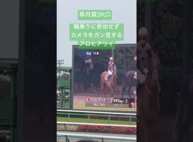 皐月賞🎀カメラをガン見するアロヒアリイ #horse #競馬 #皐月賞#G1#中山競馬場#アロヒアリイ#横山和生 #輪乗り#返し馬#youtubeshorts