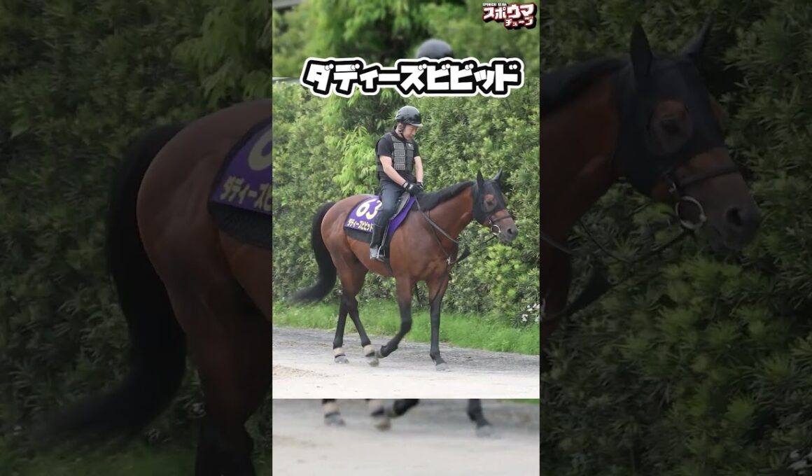 【安田記念出走予定】 ダディーズビビッド　栗東での様子 #shorts