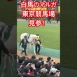 白馬のマルガ（桜花賞馬ソダシの妹）、東京競馬場見参！#白馬の王子様 #白毛 #マルガ #ソダシ