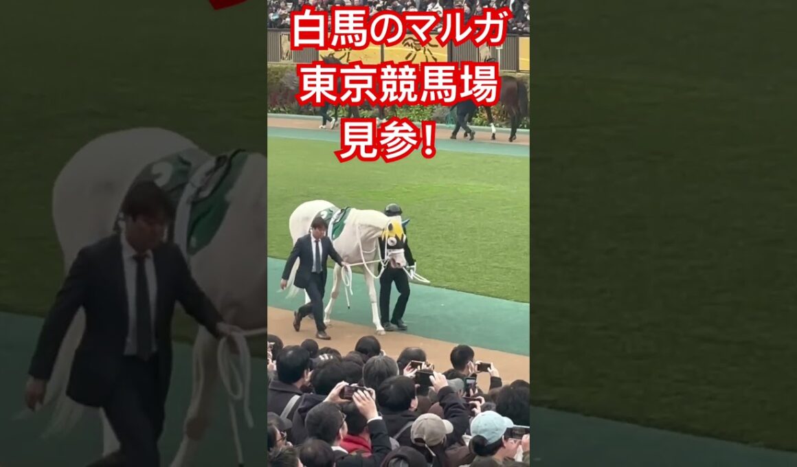 白馬のマルガ（桜花賞馬ソダシの妹）、東京競馬場見参！#白馬の王子様 #白毛 #マルガ #ソダシ