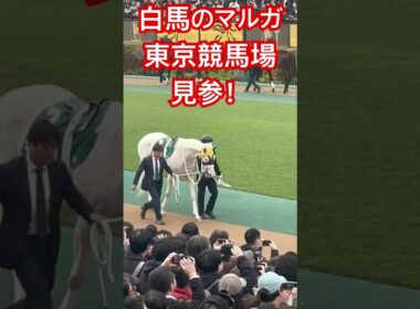 白馬のマルガ（桜花賞馬ソダシの妹）、東京競馬場見参！#白馬の王子様 #白毛 #マルガ #ソダシ