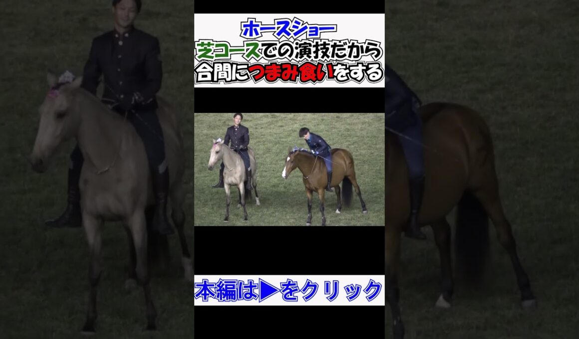 #ジャパンカップ2025 day  #スペシャルホースショーどころじゃない 目の前に芝があるじゃないか‼ モグモグつまみ食いに夢中 現地映像