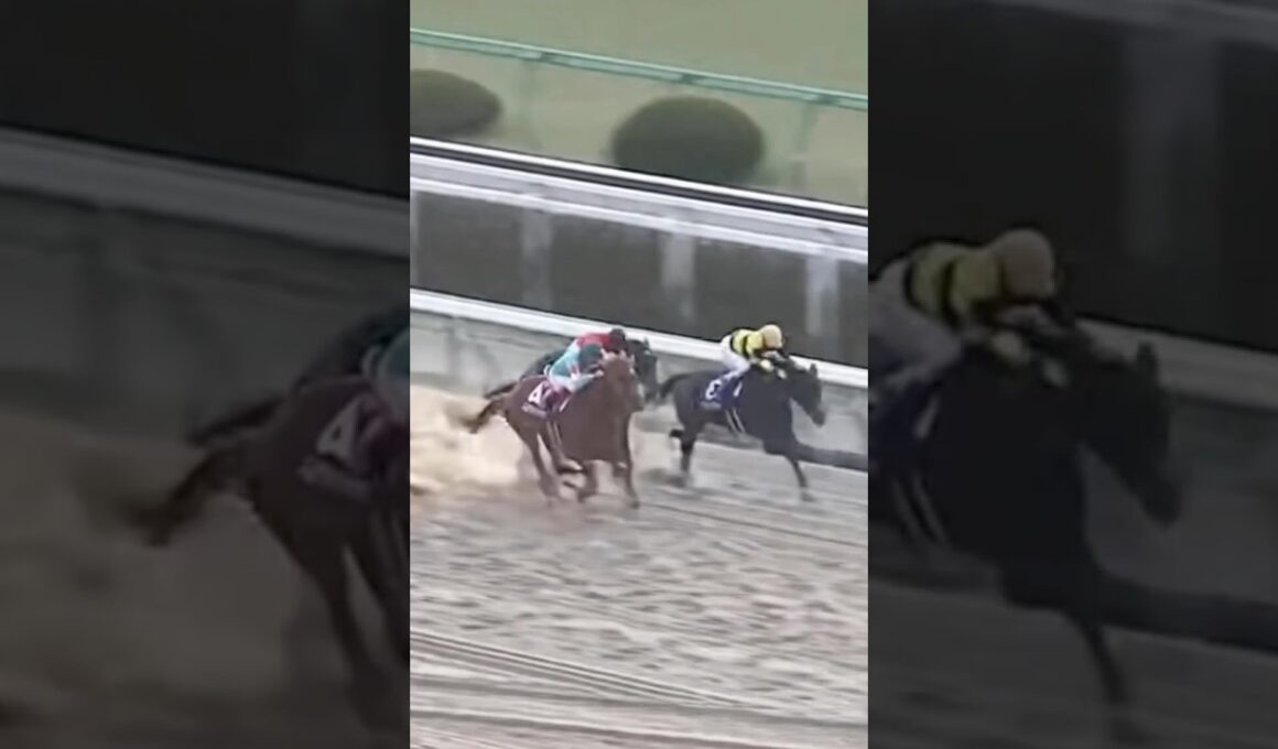 #フェブラリーステークス#コスタノヴァ #競馬 #競馬予想 #有馬記念 #東京競馬場