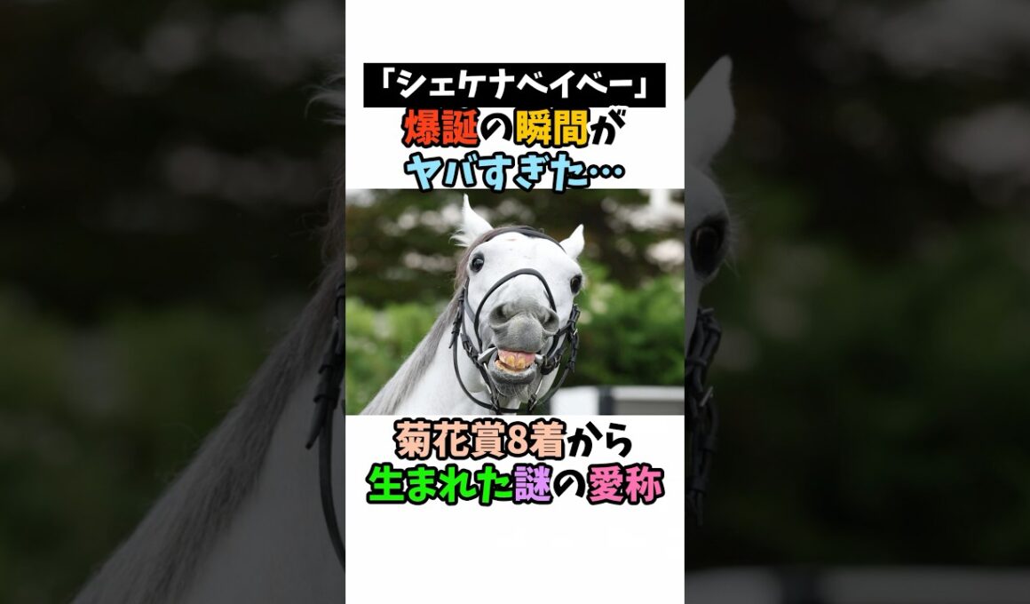 「シェケナベイベー」爆誕の瞬間がヤバすぎた･･･菊花賞8着から生まれた謎の愛称#競馬 #horse