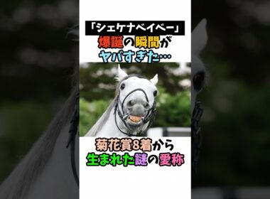 「シェケナベイベー」爆誕の瞬間がヤバすぎた･･･菊花賞8着から生まれた謎の愛称#競馬 #horse