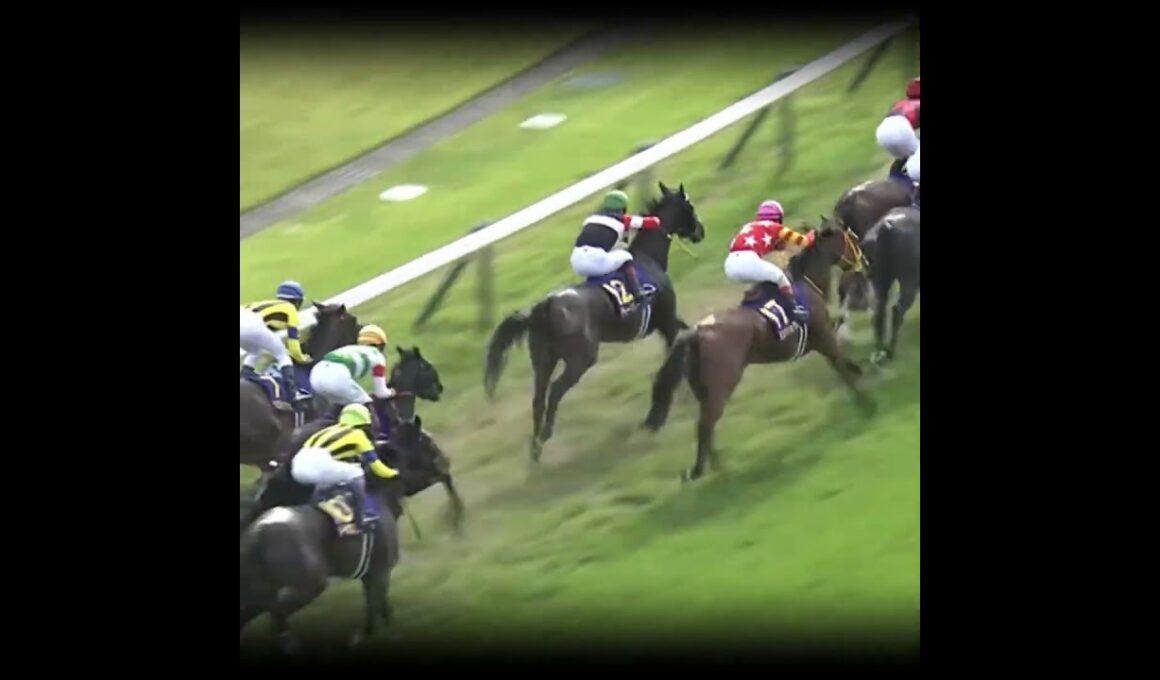 格の違い見せつけた樫の舞台