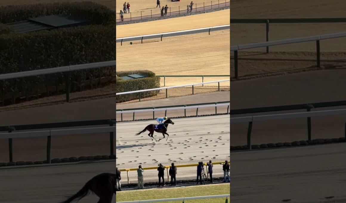 ダブルハートボンド❤️フェブラリーステークス✨返し馬💕 坂井 瑠星騎手🏇東京競馬場　2月22日　#horse #horseracing #東京競馬場 #競馬 #キズナ