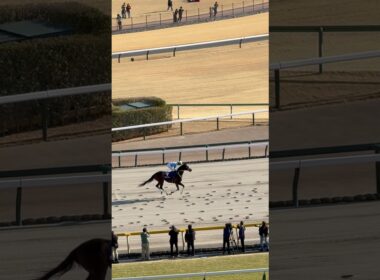 ダブルハートボンド❤️フェブラリーステークス✨返し馬💕 坂井 瑠星騎手🏇東京競馬場　2月22日　#horse #horseracing #東京競馬場 #競馬 #キズナ
