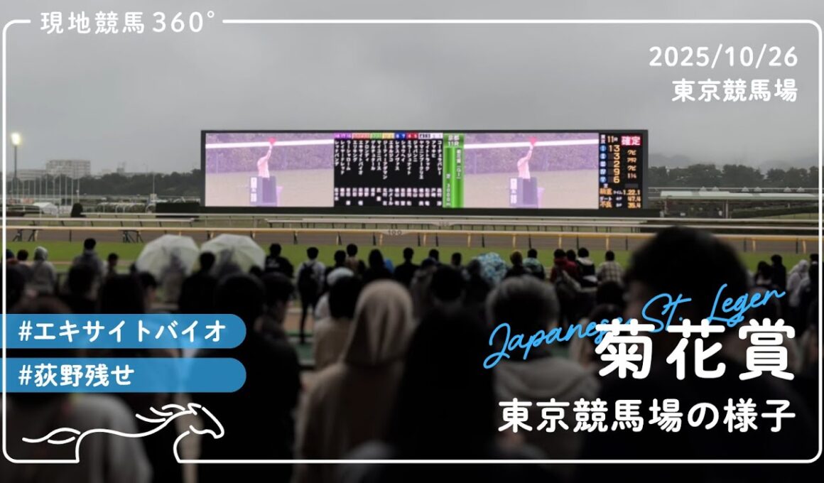 菊花賞 | 東京競馬場の様子 | 2025/10/26 | 東京競馬場