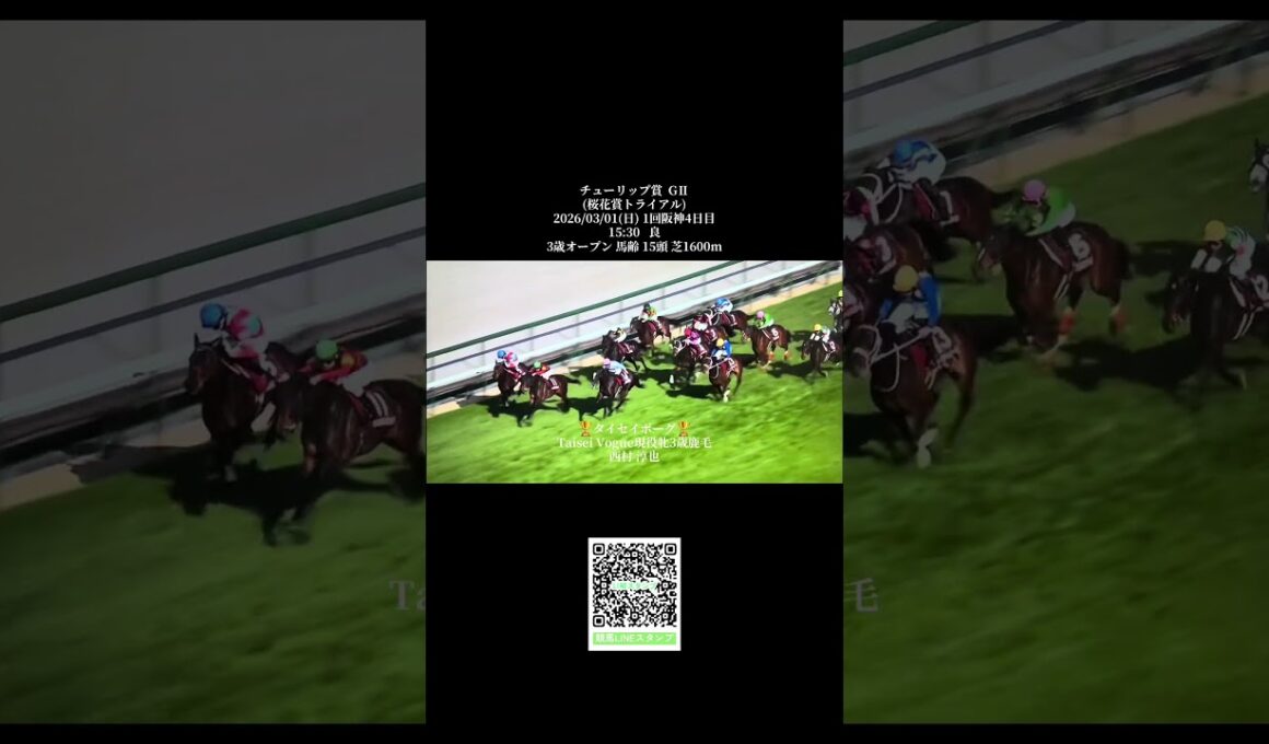 チューリップ賞 GⅡ(桜花賞トライアル)2026/03/01(日) #競馬  #差し馬の美学 #チューリップ賞2026