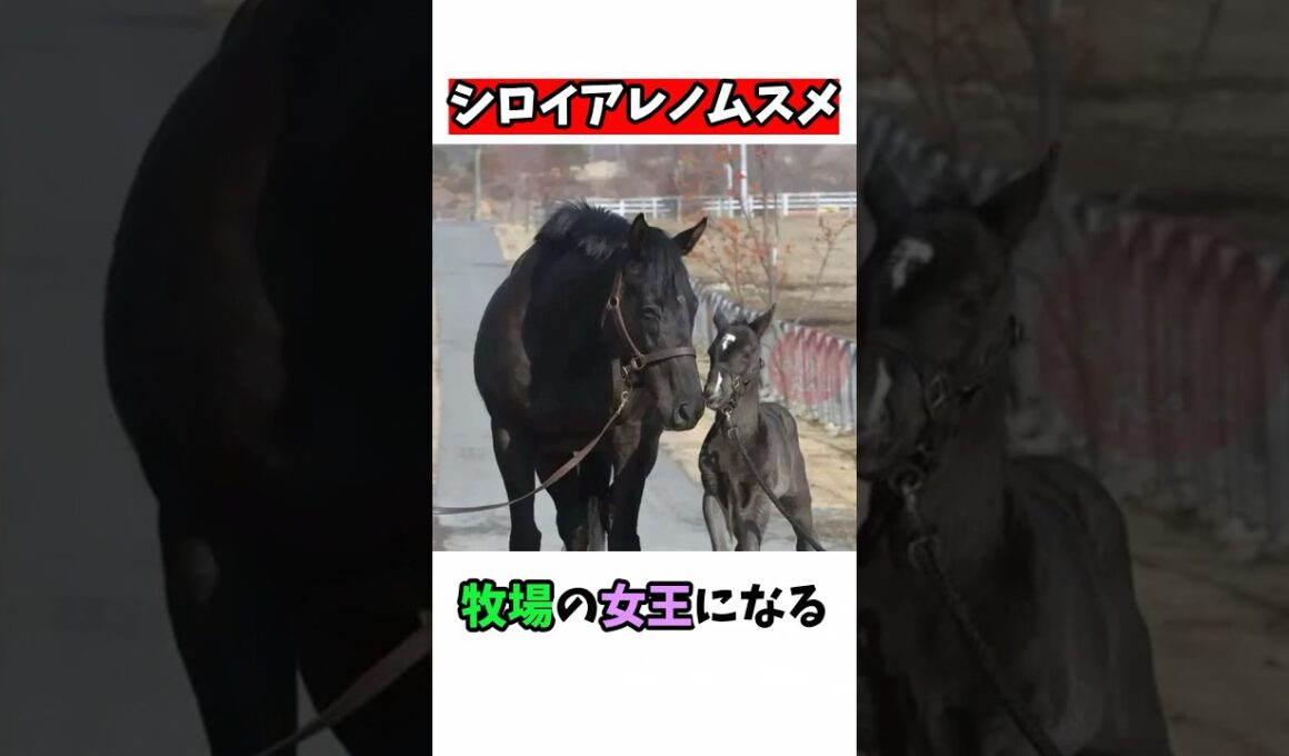 シロイアレノムスメ牧場の女王になる#競馬 #horse