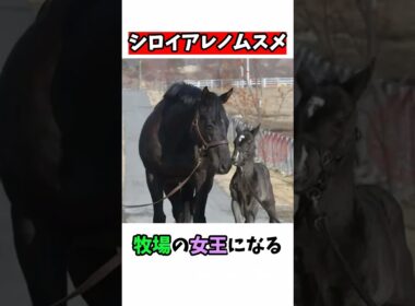 シロイアレノムスメ牧場の女王になる#競馬 #horse