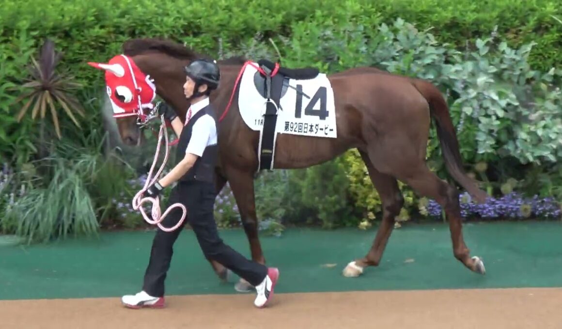 【日本ダービー2025】全頭パドックとダービーのパドックの雰囲気 現地映像 クロワデュノール