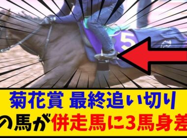 【菊花賞】「最終追い切り あの馬が併走馬に3馬身差って凄くない？」に対するみんなの反応【反応集】