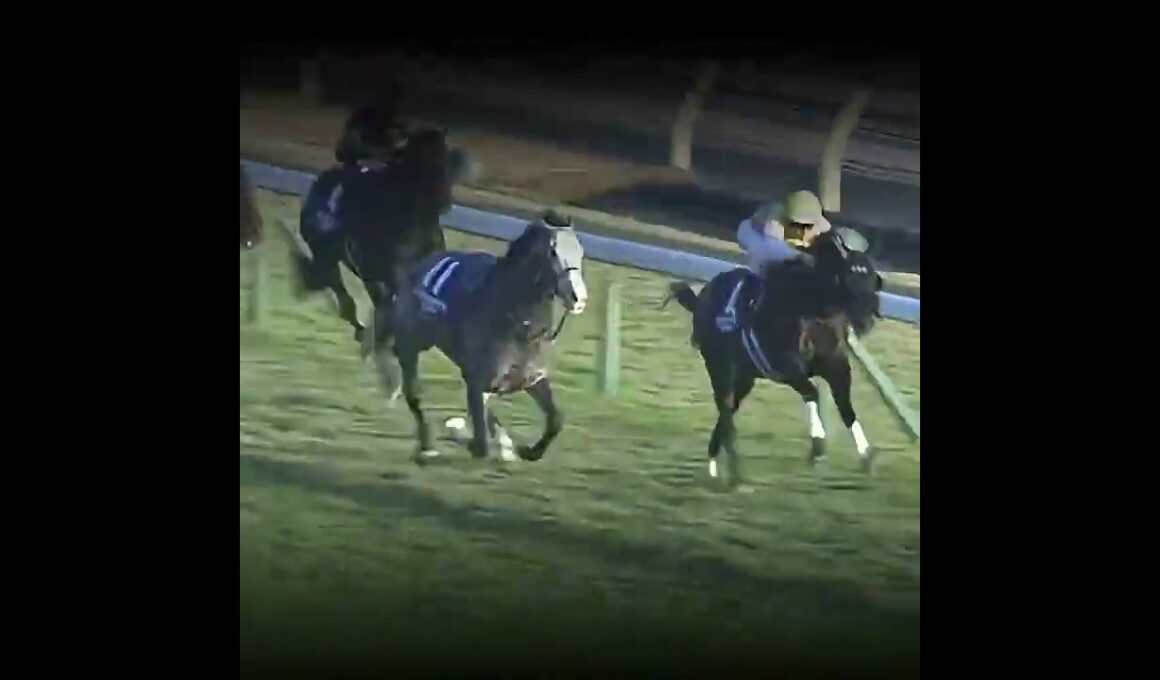 世界一の馬 #競馬 #ジャパンカップ #カランダガン #川田将雅