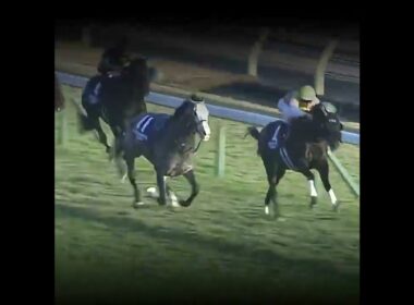 世界一の馬 #競馬 #ジャパンカップ #カランダガン #川田将雅