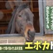 【エポカドーロ】かわいさ満点の皐月賞馬が、ヴェルサイユの地にやってきた！