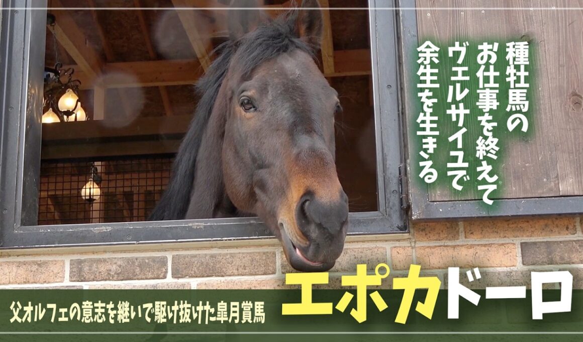 【エポカドーロ】かわいさ満点の皐月賞馬が、ヴェルサイユの地にやってきた！