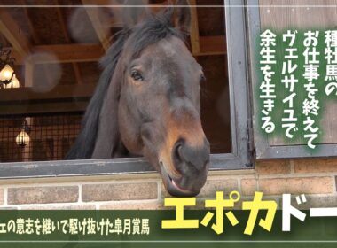【エポカドーロ】かわいさ満点の皐月賞馬が、ヴェルサイユの地にやってきた！
