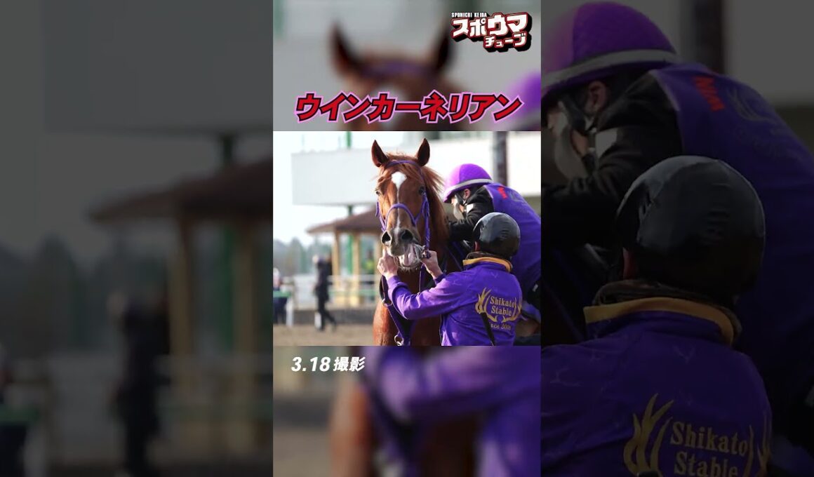 【高松宮記念出走予定】ウインカーネリアン　美浦での様子